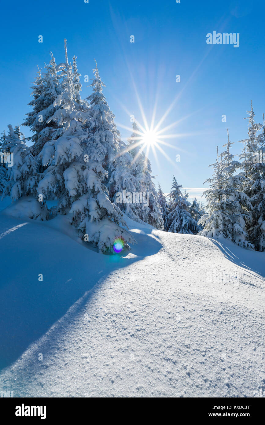 Snowy Fichte (Picea abies), Back Light, Schneekopf, Thüringer Wald, Thüringen, Deutschland Stockfoto