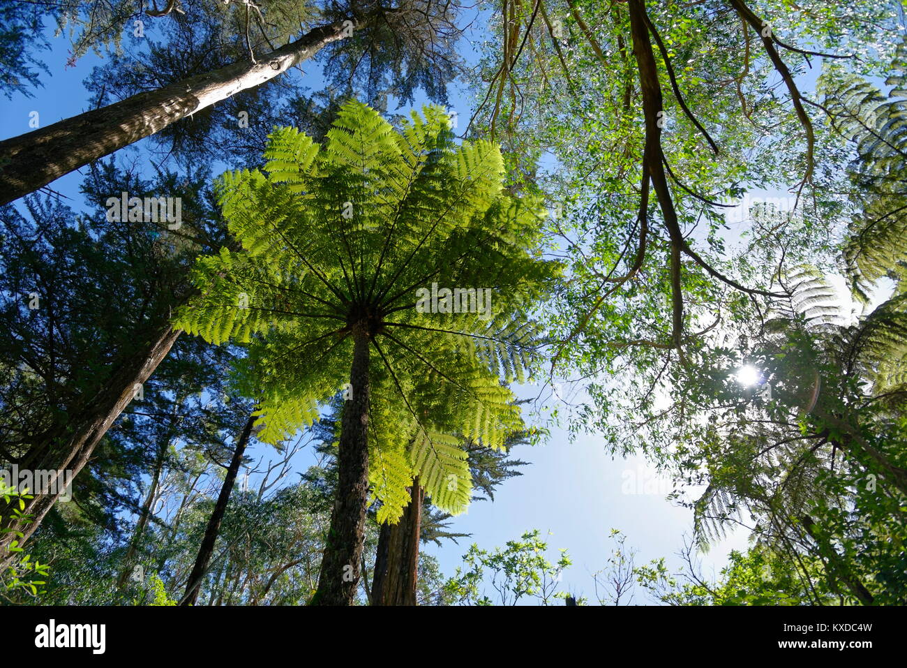 Silver Fern (cyathea Dealbata) im tropischen Regenwald, Whanganui National Park, North Island, Neuseeland Stockfoto