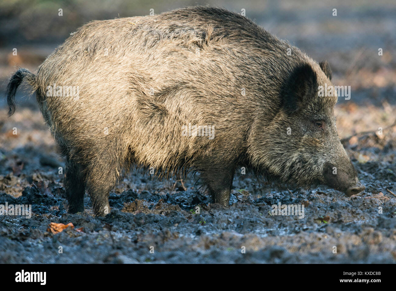 Wildschwein (Sus scrofa) Im wälzen, Niedersachsen, Deutschland Stockfoto