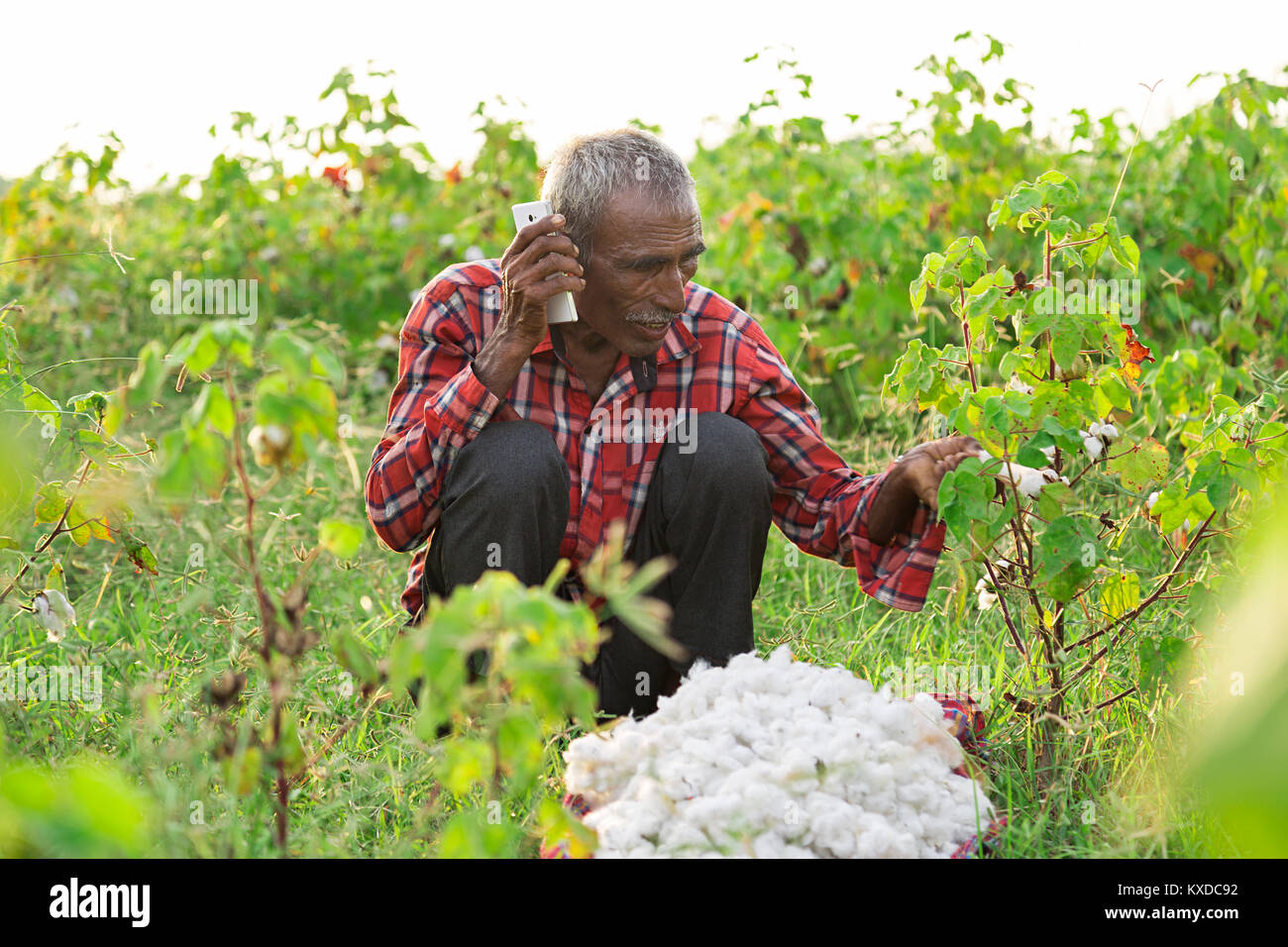 1 Indischen ländlichen Bauern Mann Telefon Baumwolle pflanzen Farm Stockfoto