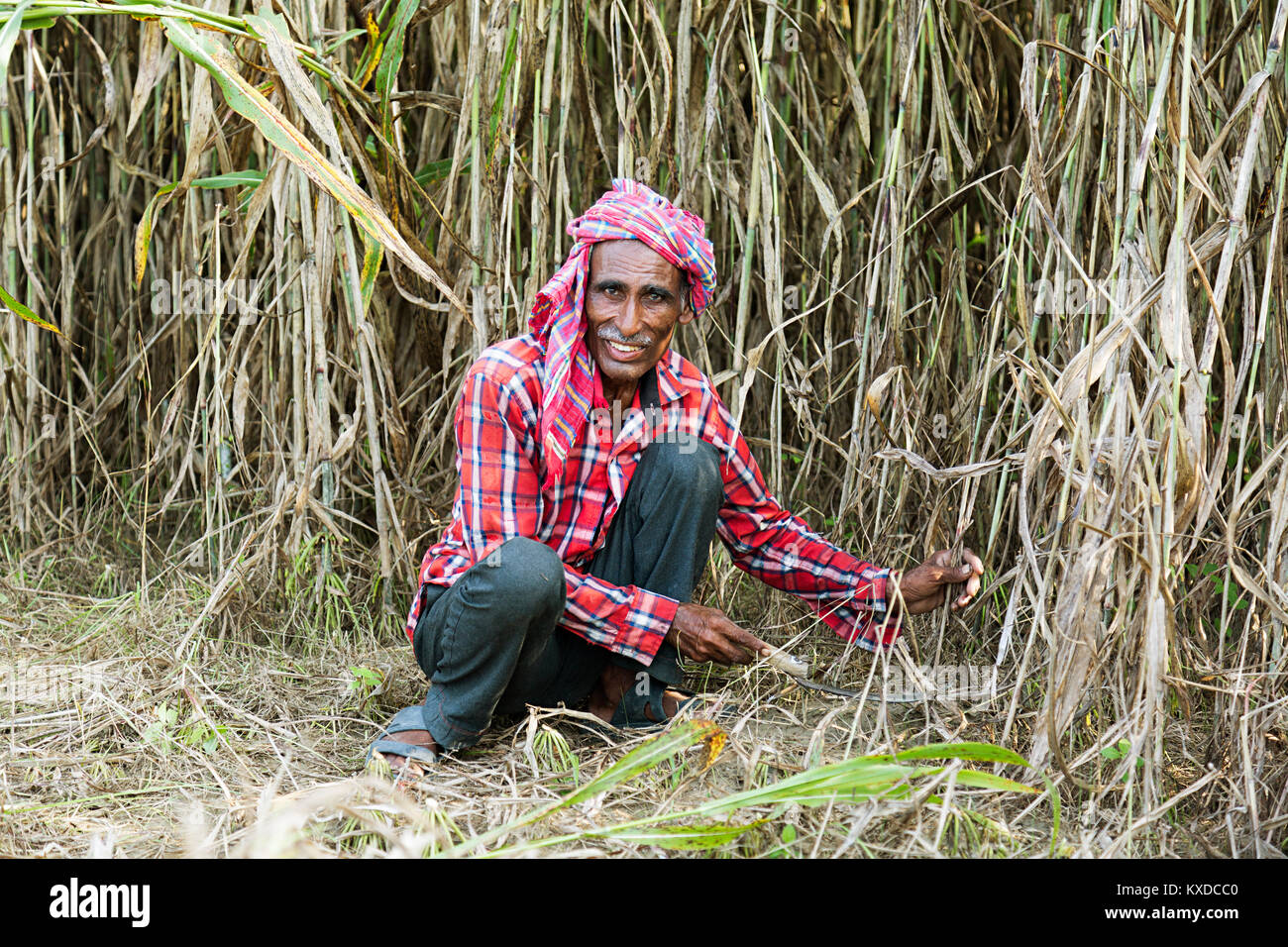 1 Indischen ländlichen Bauern alter Mann Zerlegungsbetrieben Ernte Farm Stockfoto