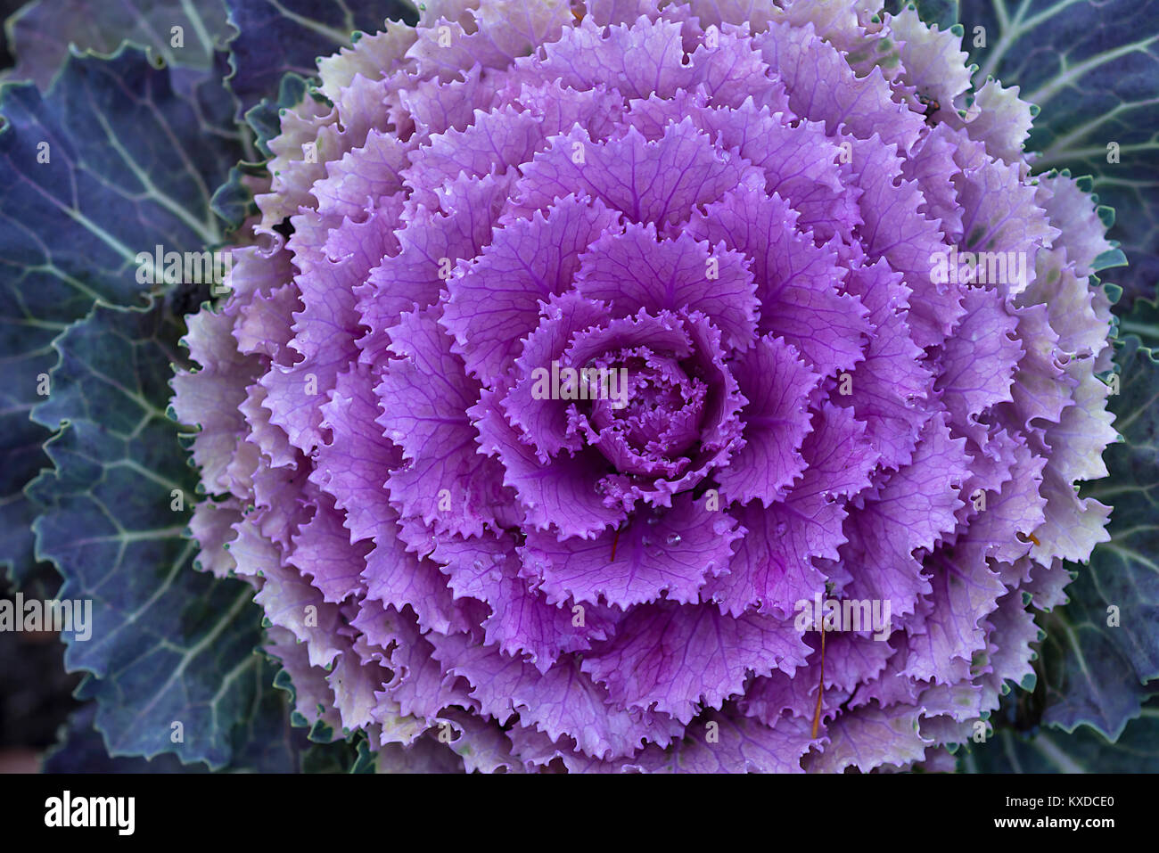 Cavolo ornamentale Stockfotos und bilder Kaufen Alamy