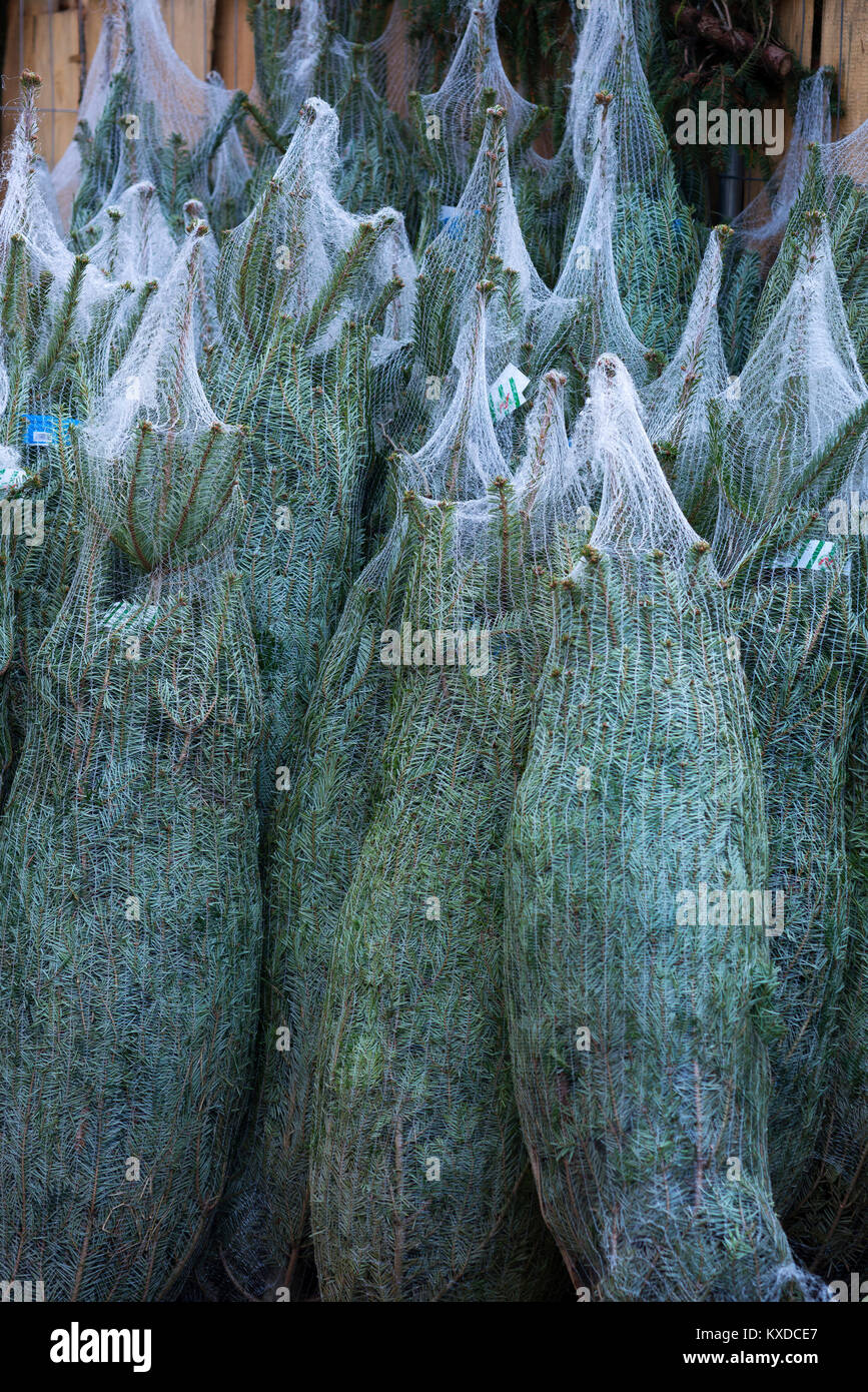 Weihnachtsbäume verpackt in Netze, Bayern, Deutschland Stockfoto