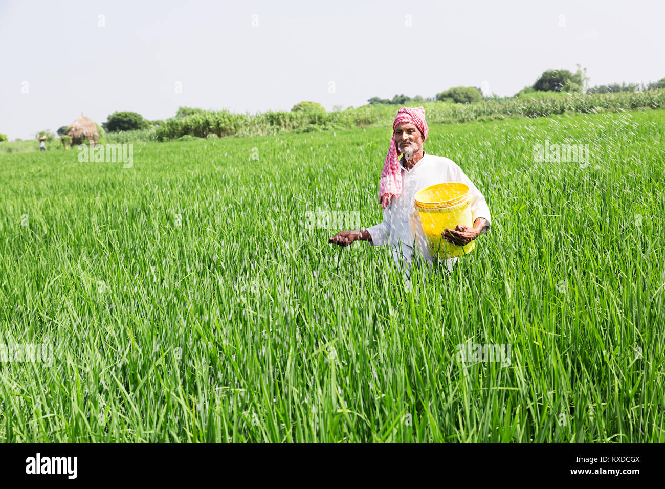 1 indischen Bauern Mann Reisfarm um Düngemittel Pflanzen Stockfoto