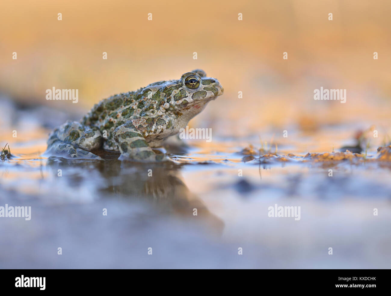 Erdkröte (Bufo viridis) im Schlamm, Sachsen-Anhalt, Deutschland Stockfoto