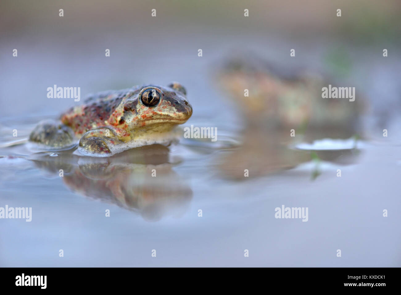 Gemeinsame spadefootn (Pelobates fuscus) im Pfütze sitzen, Biosphärenreservat Mittlere Elbe, Sachsen-Anhalt, Deutschland Stockfoto