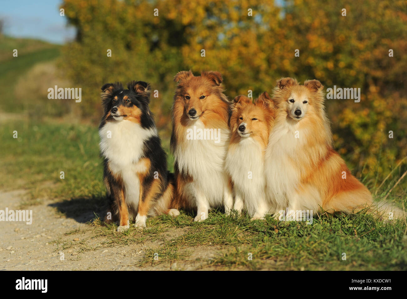 Sheltie, Shetland Sheepdog, sable und Tricolour, mehrere Hunde nebeneinander sitzen, Deutschland Stockfoto