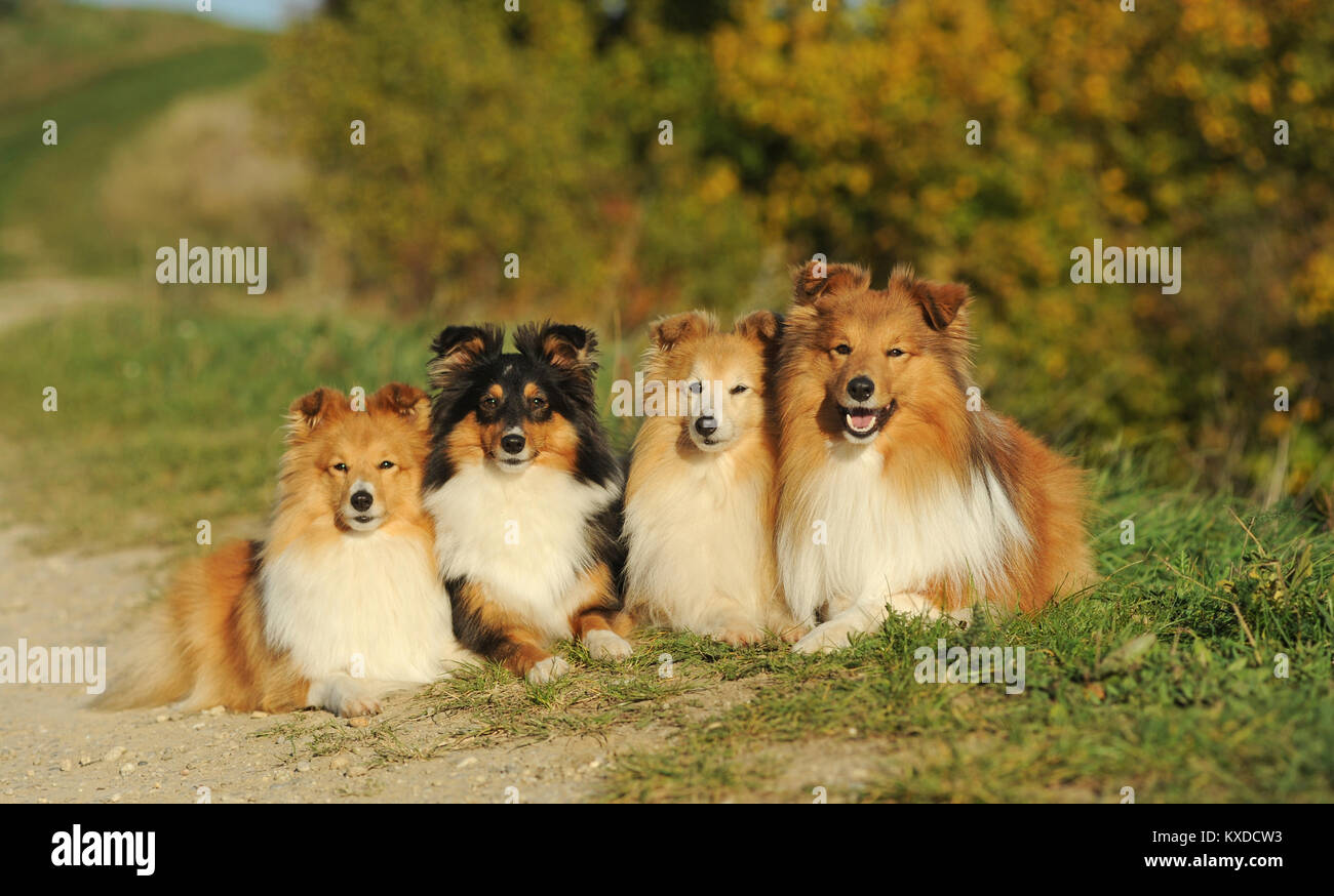 Sheltie, Shetland Sheepdog, sable und Tricolour, mehrere Hunde nebeneinander liegen, Deutschland Stockfoto