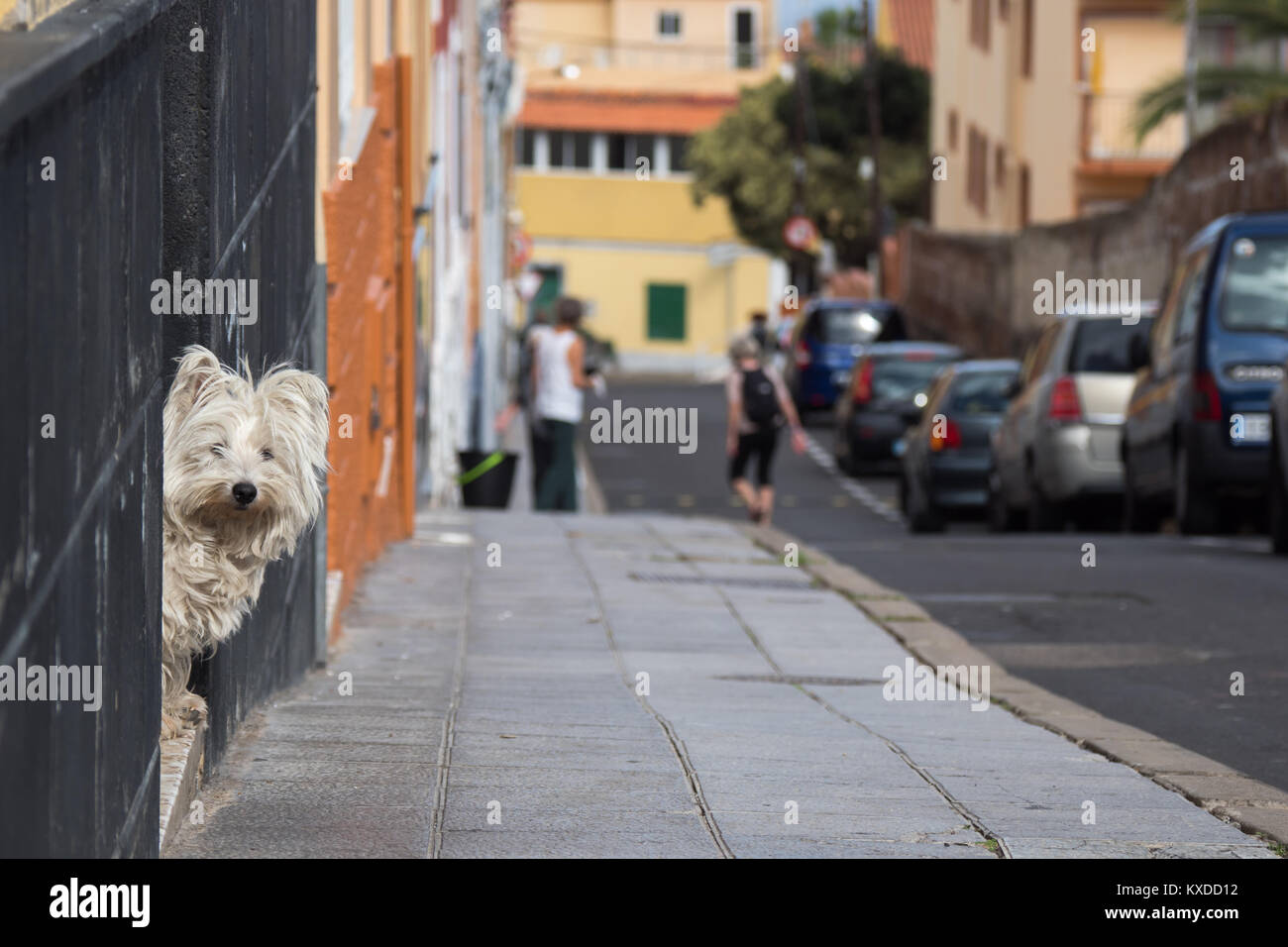 Hund sieht vor, Puerto de la Cruz, Teneriffa, Spanien Stockfoto