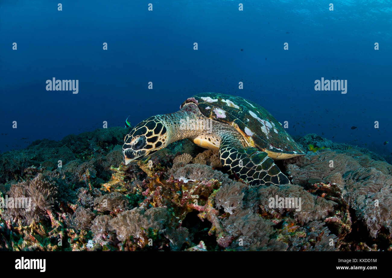 Echte Karettschildkröte (Eretmochelys imbricata), auf Futter über Coral Reef, Nusa Penida, Nusa Lembongan, Bali, Indonesien Stockfoto