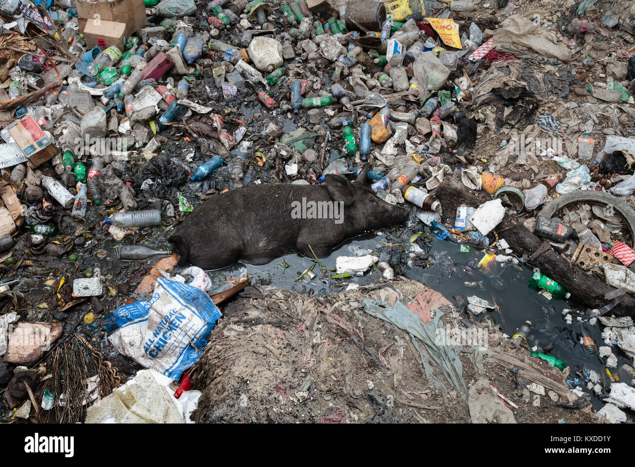 Schweine liegen im Müll, Müllkippe, Port-au-Prince, Haiti Ouest, Stockfoto