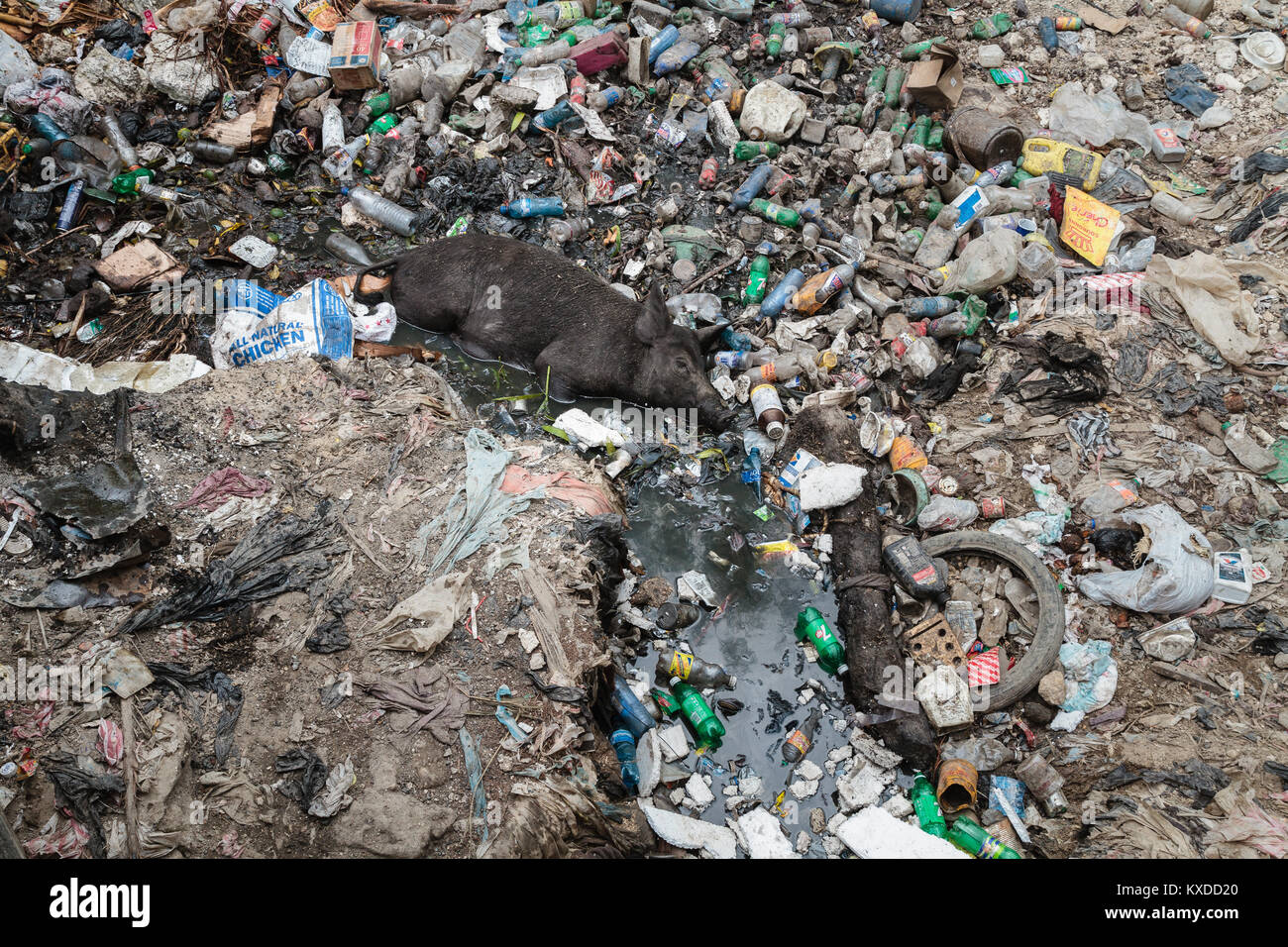 Schweine liegen im Müll, Müllkippe, Port-au-Prince, Haiti Ouest, Stockfoto