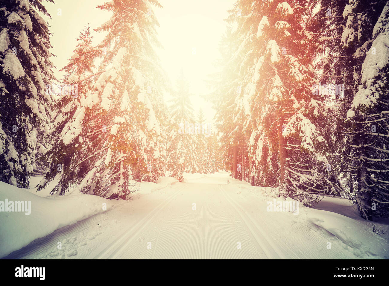 Retro stilisierte Bild eines Winter Wald mit Langlaufloipen bei Sonnenuntergang. Stockfoto
