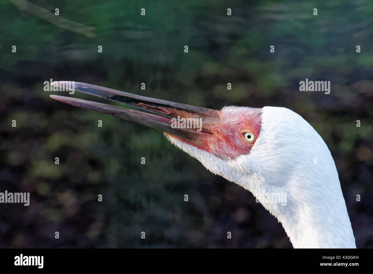 Sibirischen Kranich (Leucogeranus leucogeranus), auch als die Sibirischen White Crane oder den Schnee Kran genannt, ist ein Vogel aus der Familie der Kraniche, die Kräne. Stockfoto