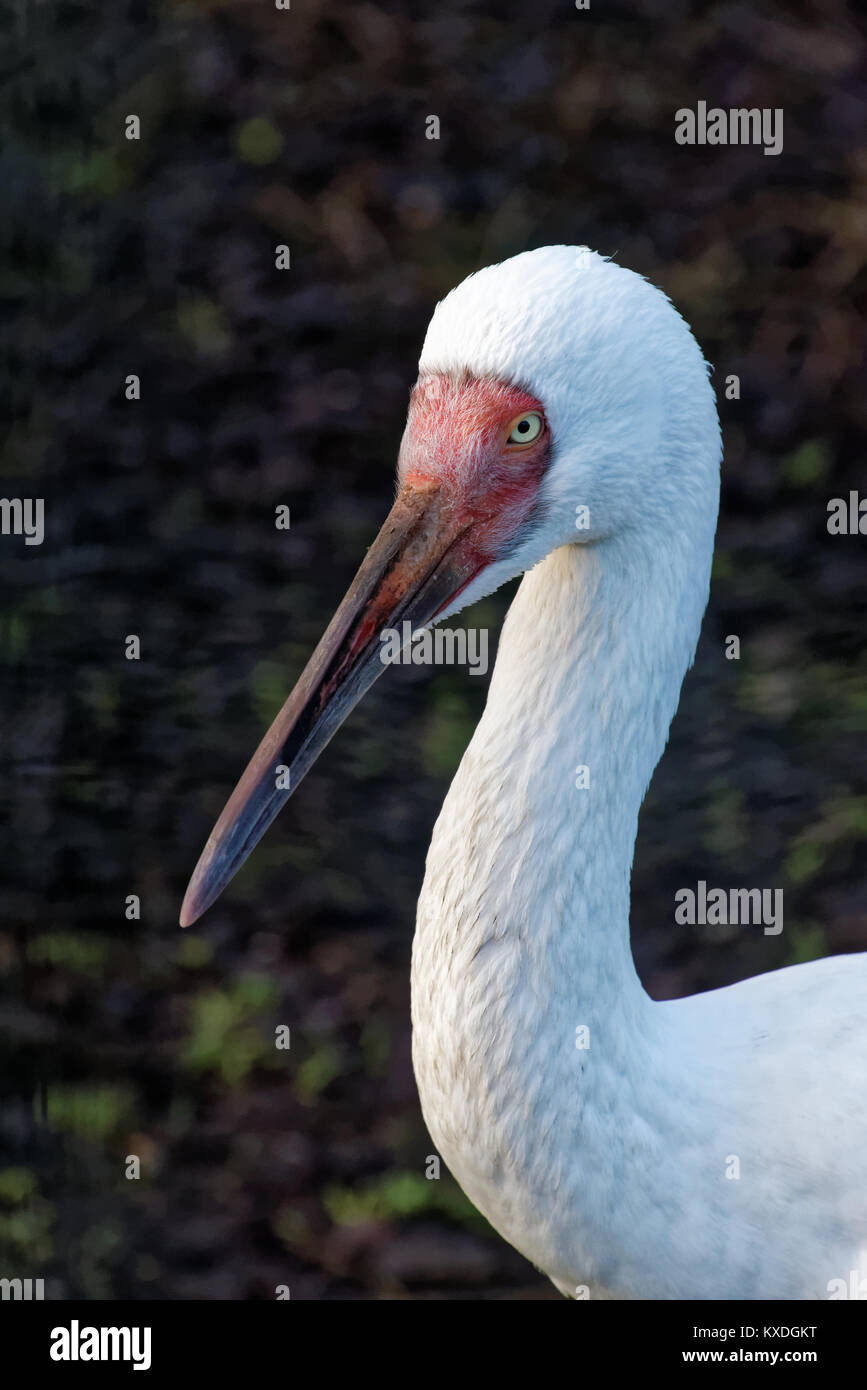 Sibirischen Kranich (Leucogeranus leucogeranus), auch als die Sibirischen White Crane oder den Schnee Kran genannt, ist ein Vogel aus der Familie der Kraniche, die Kräne. Stockfoto