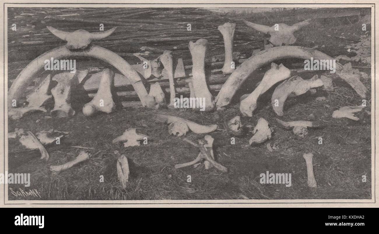 Mastodon Knochen in der amerikanischen Gulch gefunden Stockfoto
