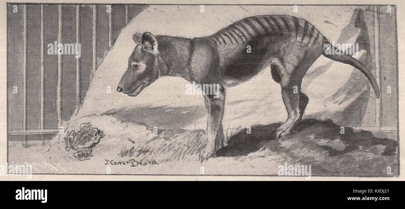 Dog-Like Dasure und Tier mit einer Tasche, die im Zusammenhang mit dem Känguru Stockfoto