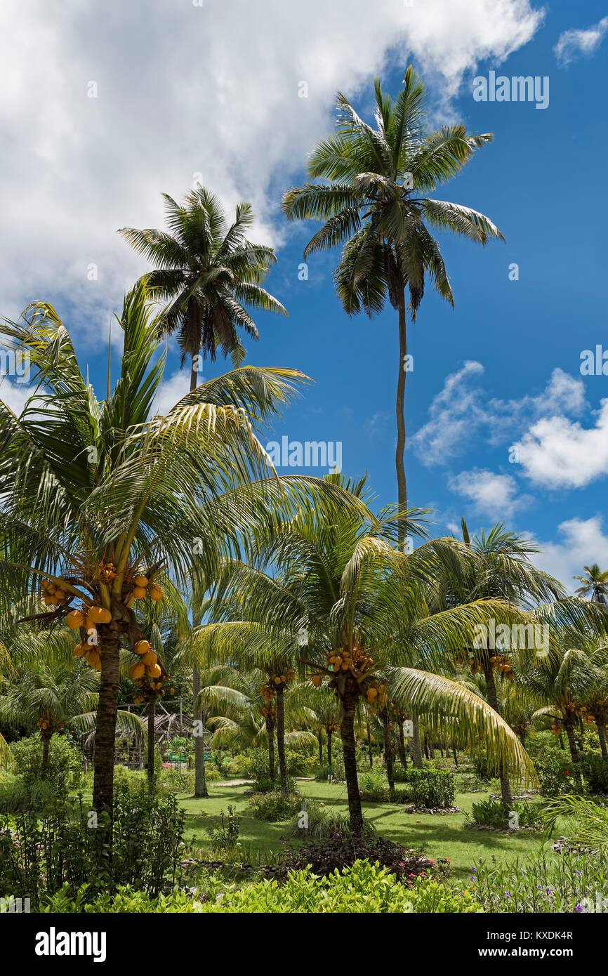 Palm Grove mit orangefarbenen Kokosnüsse in La Digue, Seychellen, Indischer Ozean Stockfoto