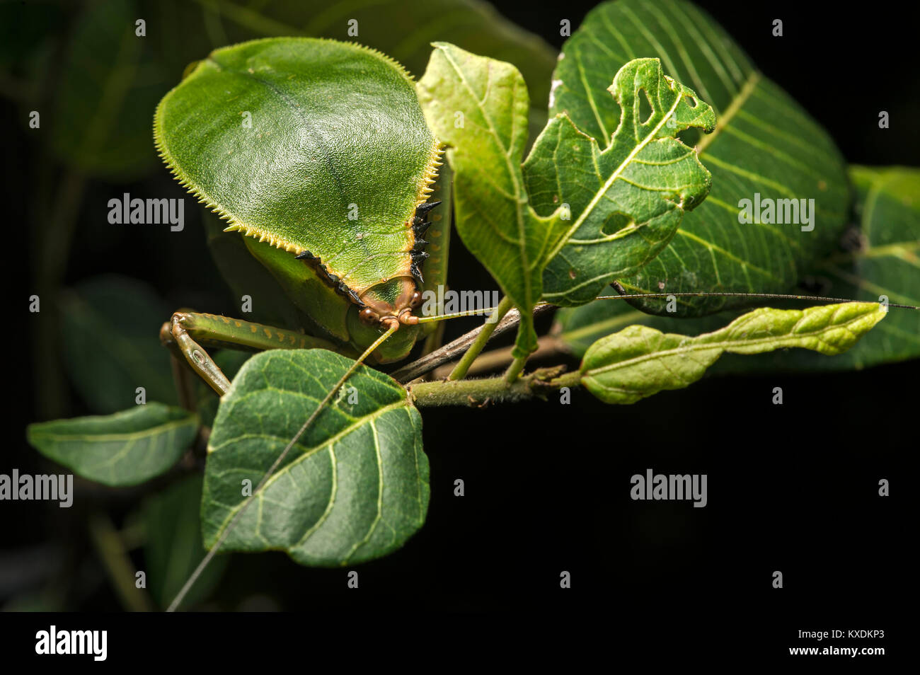 Laub locust (tettigoniidae), phytomimesis, Form und Aussehen einer Lamelle für die Tarnung, Anjozorobe Nationalpark Stockfoto