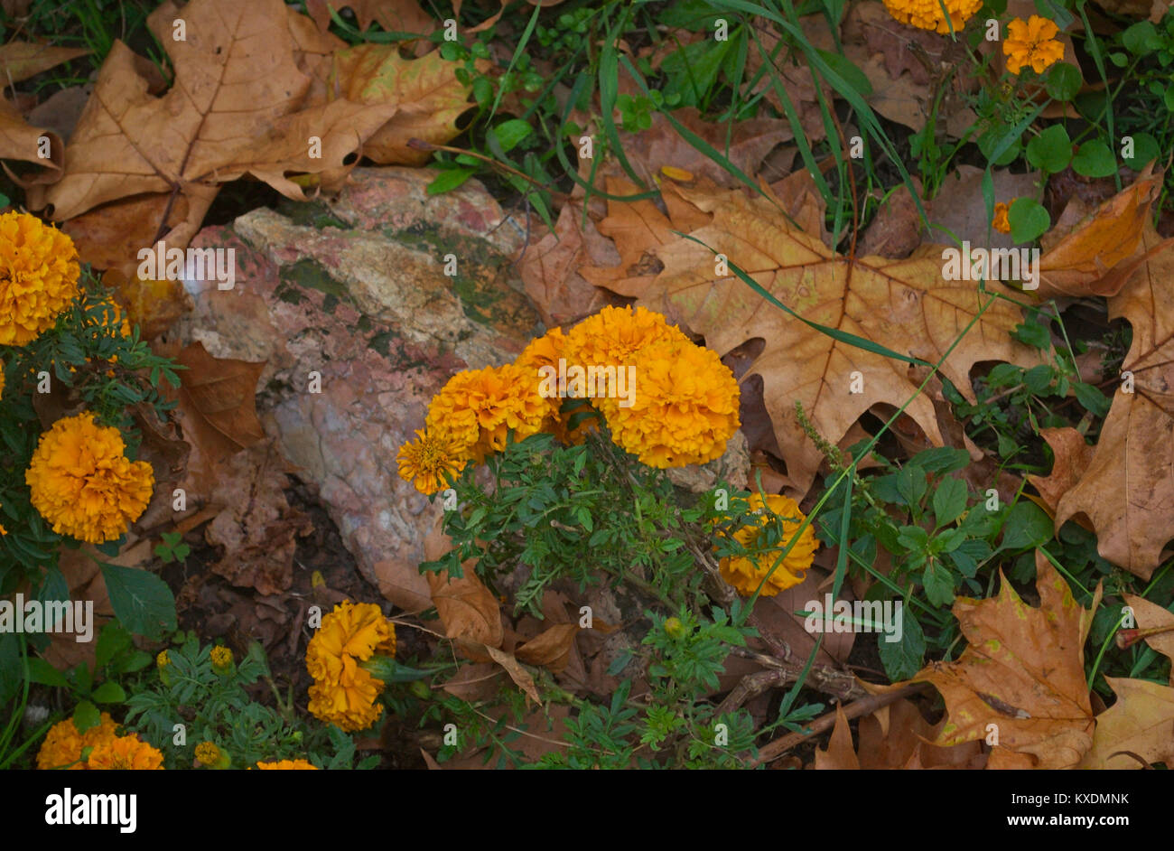 Blühende Ringelblume unter den gefallenen Blätter im Herbst Stockfoto