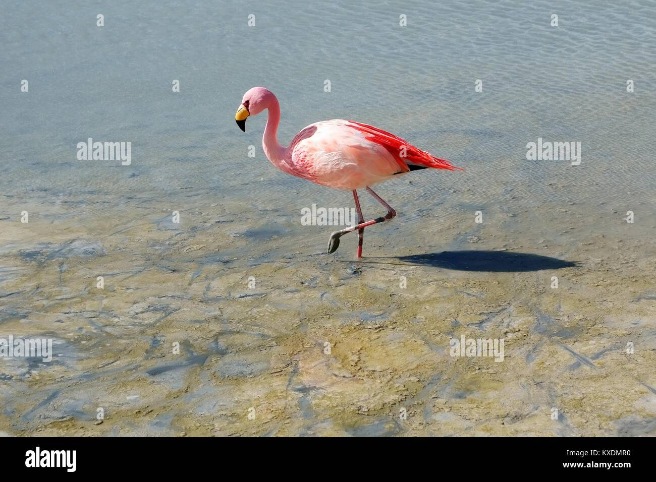 James's Flamingo (Phoenicoparrus jamesi), Laguna Hedionda, Lagune, Nor Lípez, Potosi, Bolivien Stockfoto