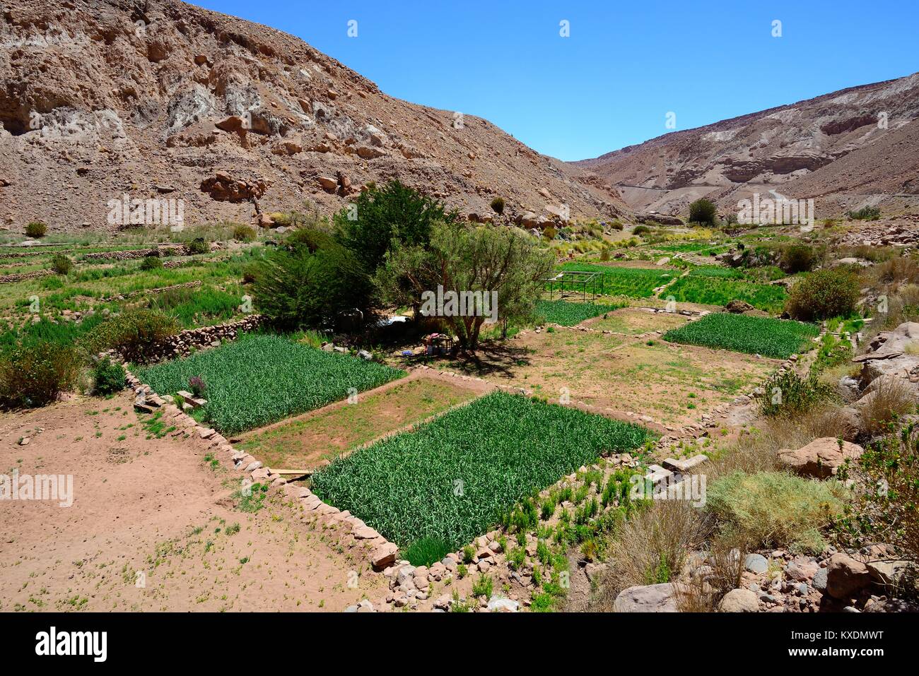 Grüne Felder auf dem Fluss Rio Grande, Santiago de Rio Grande, El Loa, Antofagasta, Chile Stockfoto