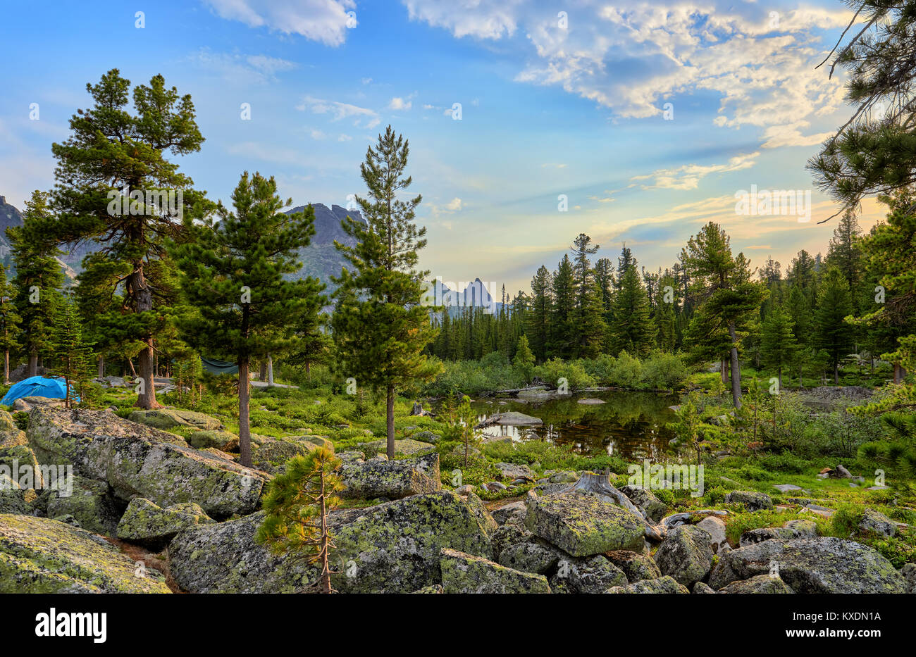 Juni warmen Morgen im sibirischen Wald. Ergaki Nature Park. Region Krasnojarsk. Russland Stockfoto