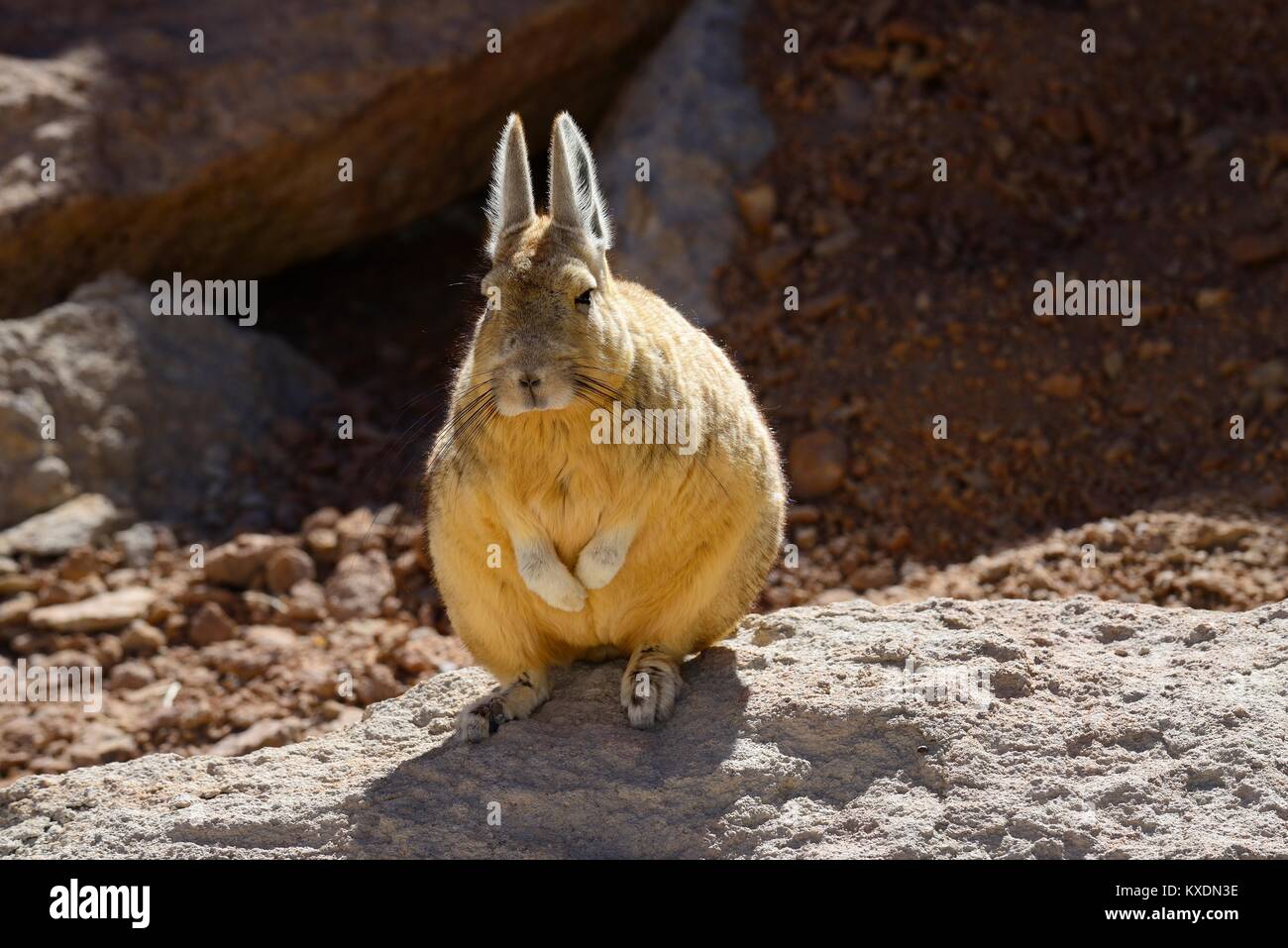 Südliche Viscacha oder Berg viscacha (Lagidium viscacia), Reserva Nacional de Fauna Andina Eduardo Avaroa, Nor Lípez, Potosi Stockfoto