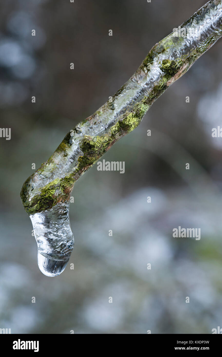 UK. Ein Zweig Dick eingehüllt im Eis nach einem plötzlichen Kälteeinbruch über Nacht Stockfoto