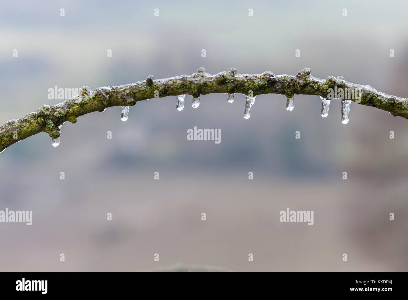 UK. Ein Zweig Dick eingehüllt im Eis nach einem plötzlichen Kälteeinbruch über Nacht Stockfoto
