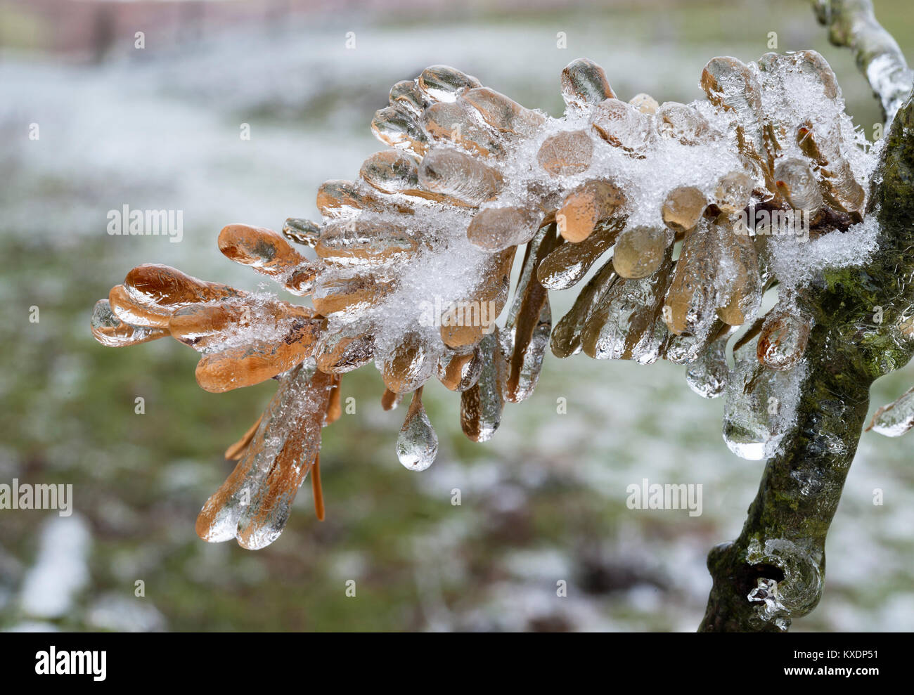 UK, Winter. Blätter, die im Eis eingeschlossen nach einem plötzlichen Kälteeinbruch über Nacht Stockfoto