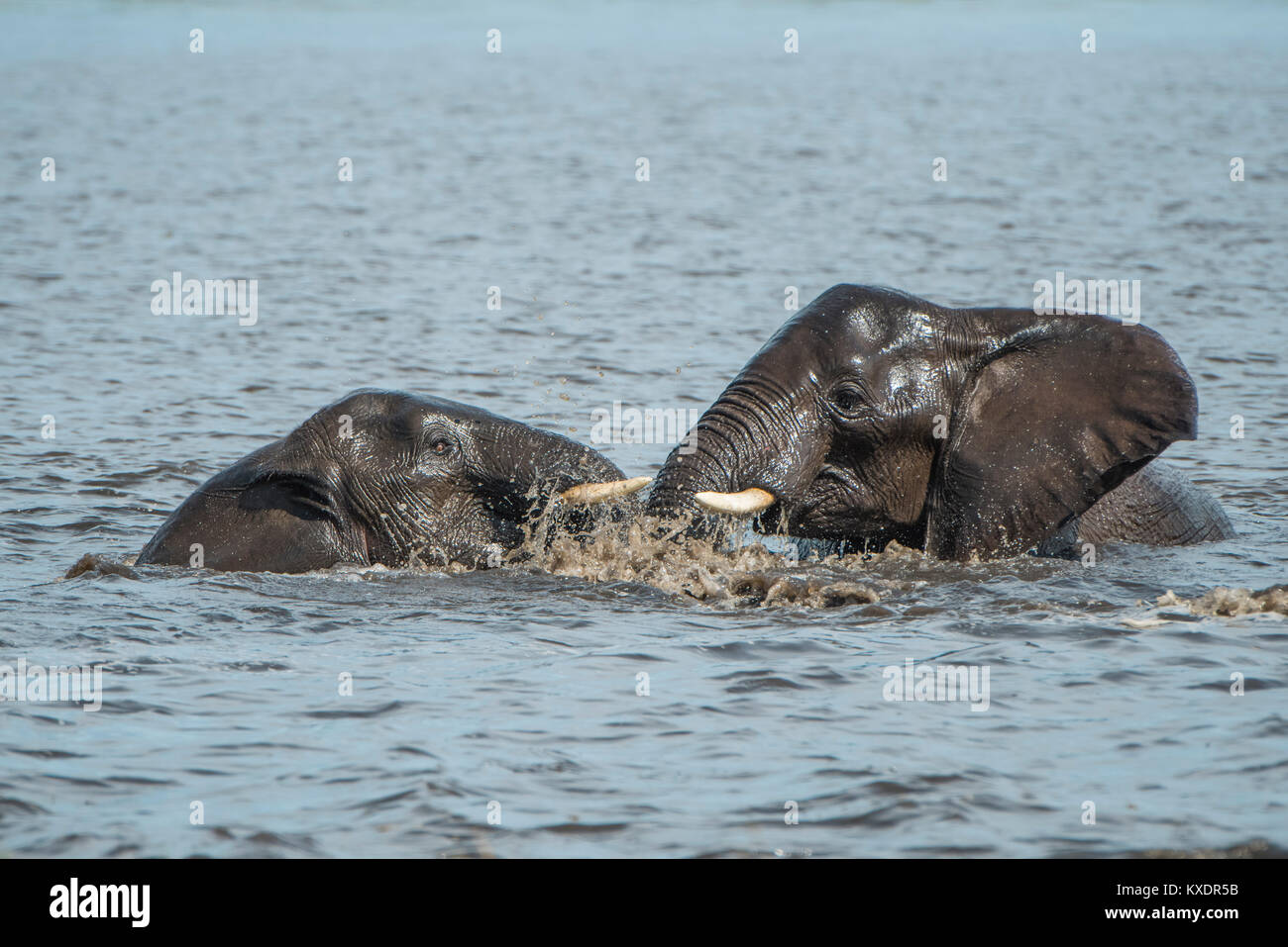 Afrikanischen Busch Elefanten (Loxodonta africana) Baden im Fluss, Chobe River Front, Chobe Nationalpark, Botswana Stockfoto