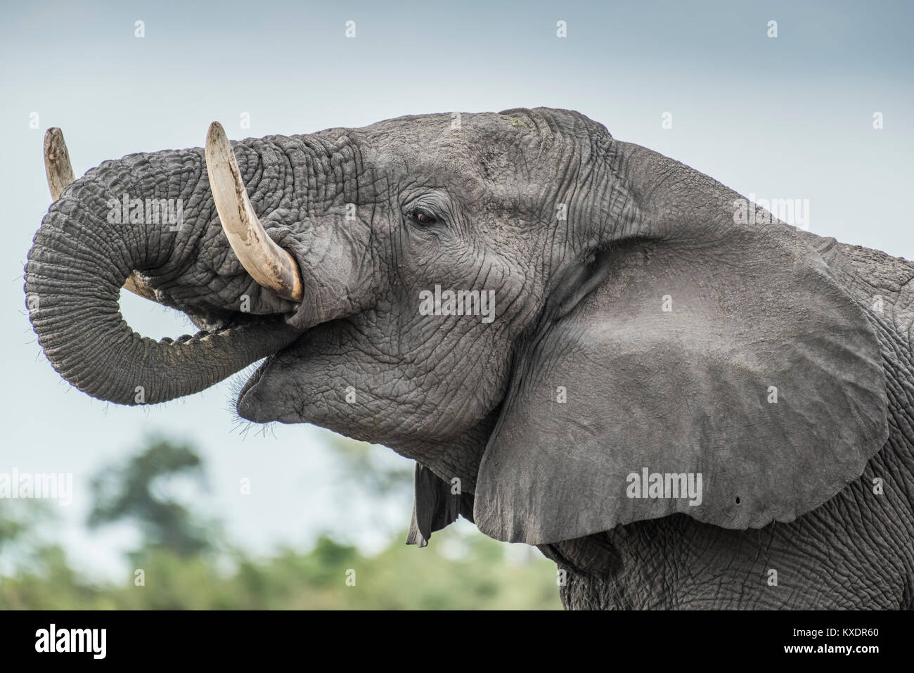 Afrikanischer Elefant (Loxodonta africana), Portrait, beim Essen, seitwärts, Nahaufnahme, Marabou Pan, Savuti, Chobe National Park Stockfoto