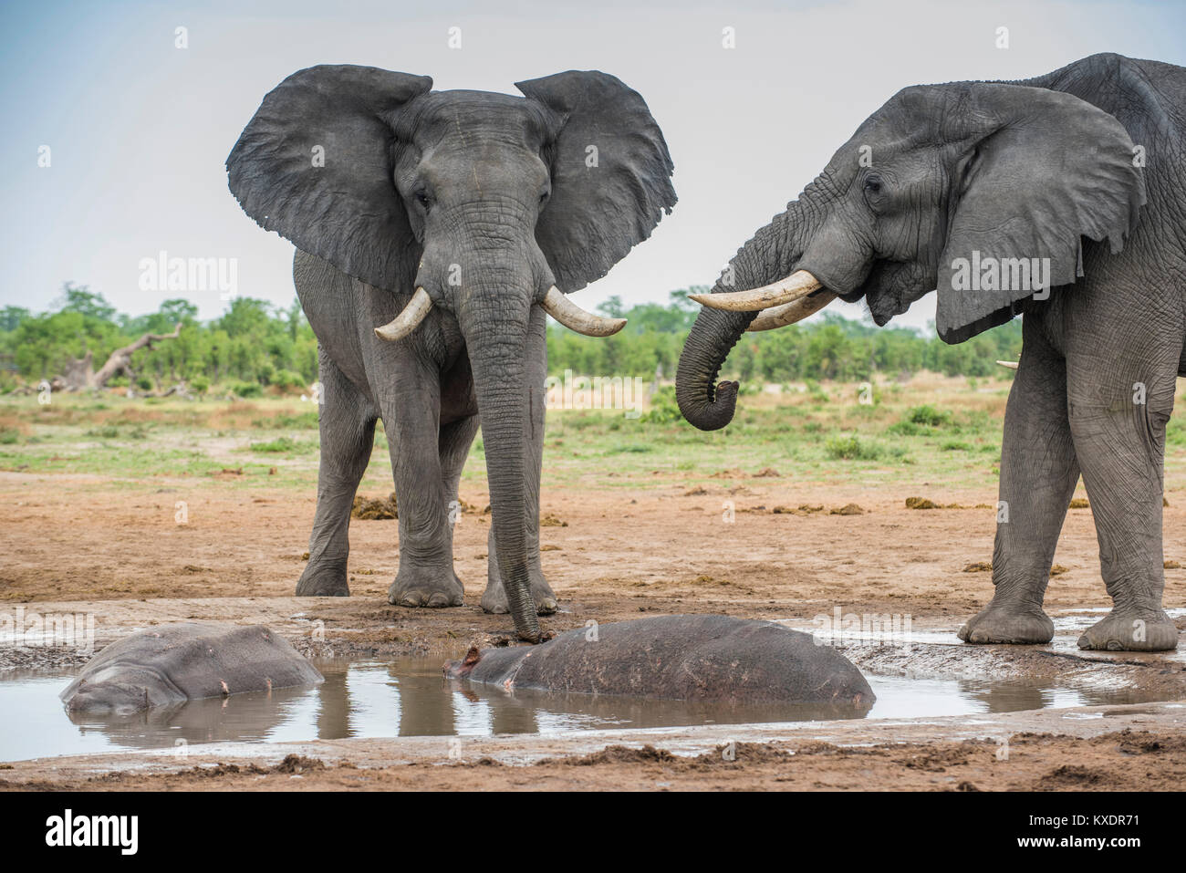 Afrikanische Elefanten (Loxodonta africana) an einer Wasserstelle trinken mit zwei Hippopotamuss (Hippopotamus amphibius), Marabu Pan Stockfoto