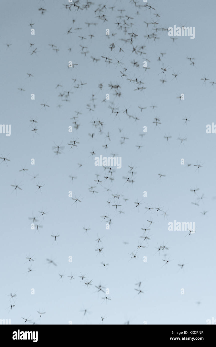 Moskito Swarm (Culicidae), Deutschland Stockfoto