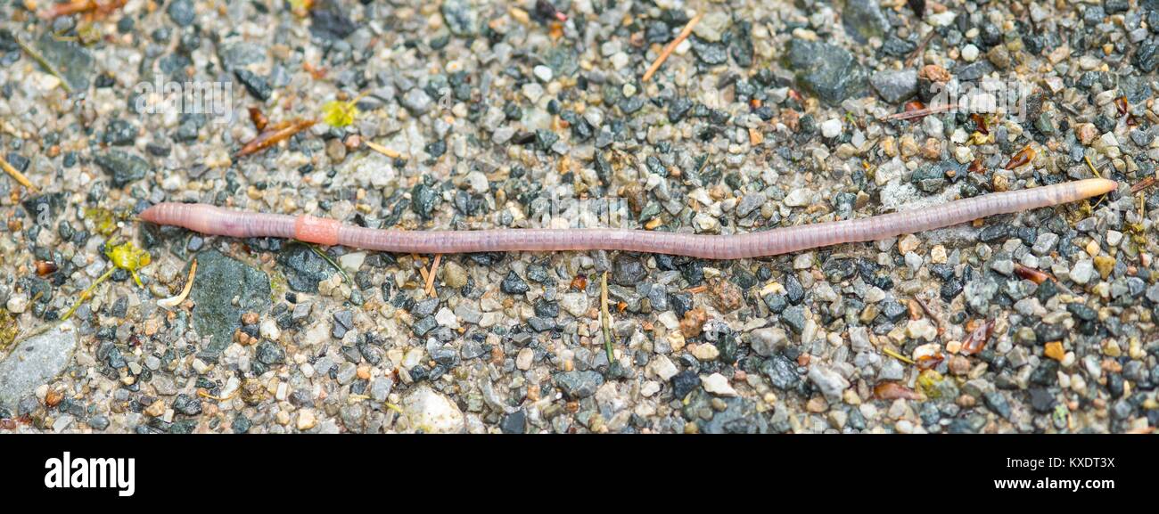 Großer Bauernhof Wurm (Octolasion lacteum) nach Regen ongravel Oberfläche, Ilsetal, Ostharz, Sachsen-Anhalt, Deutschland Stockfoto