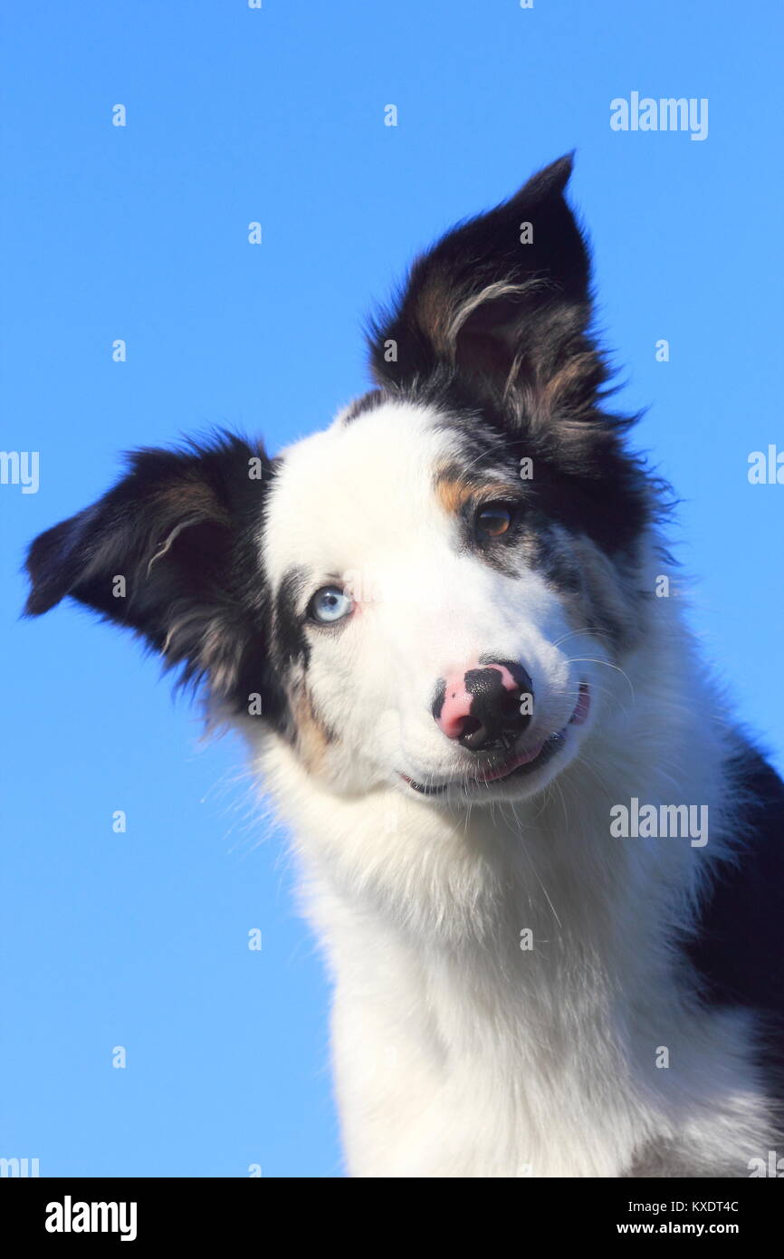 Australian Shepherd Rüde, blue merle 5 Monate, Porträt, Deutschland Stockfoto