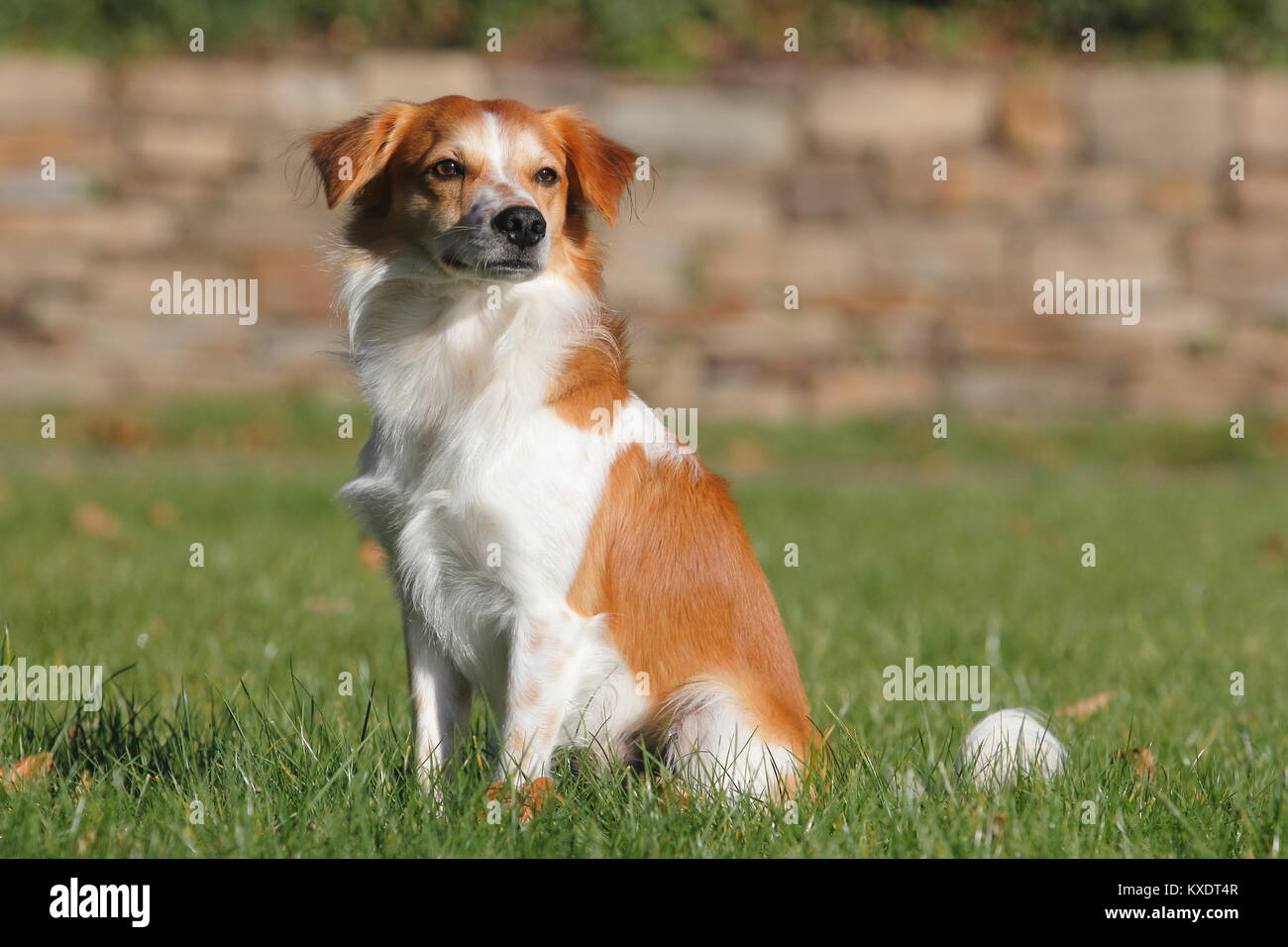 Kromfohrländer glatten Haaren, männlich 1,5 Jahre, sitzen auf der Wiese, Nordrhein-Westfalen, Deutschland Stockfoto