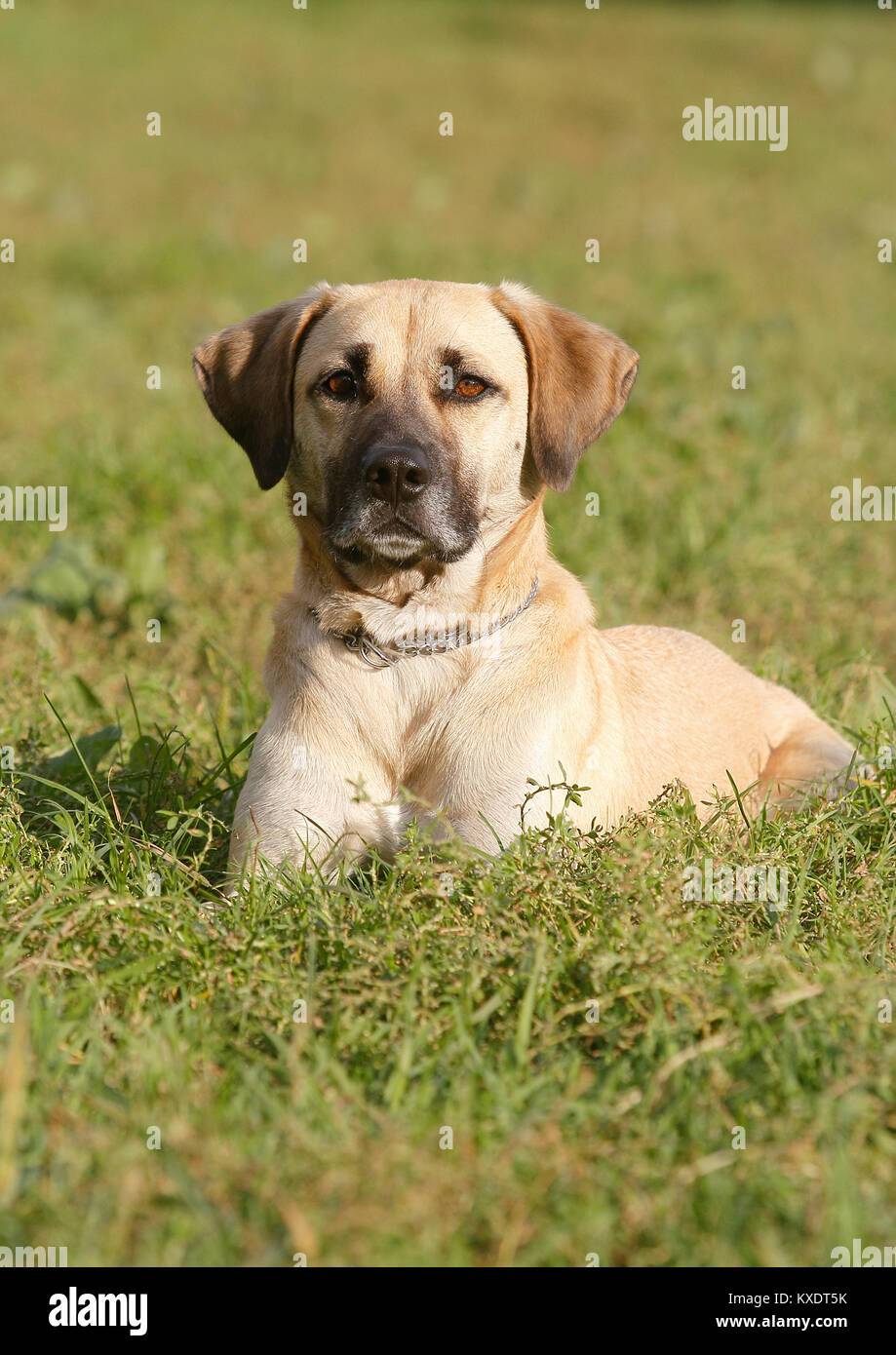 Kangal Hund Stockfotos und bilder Kaufen Alamy
