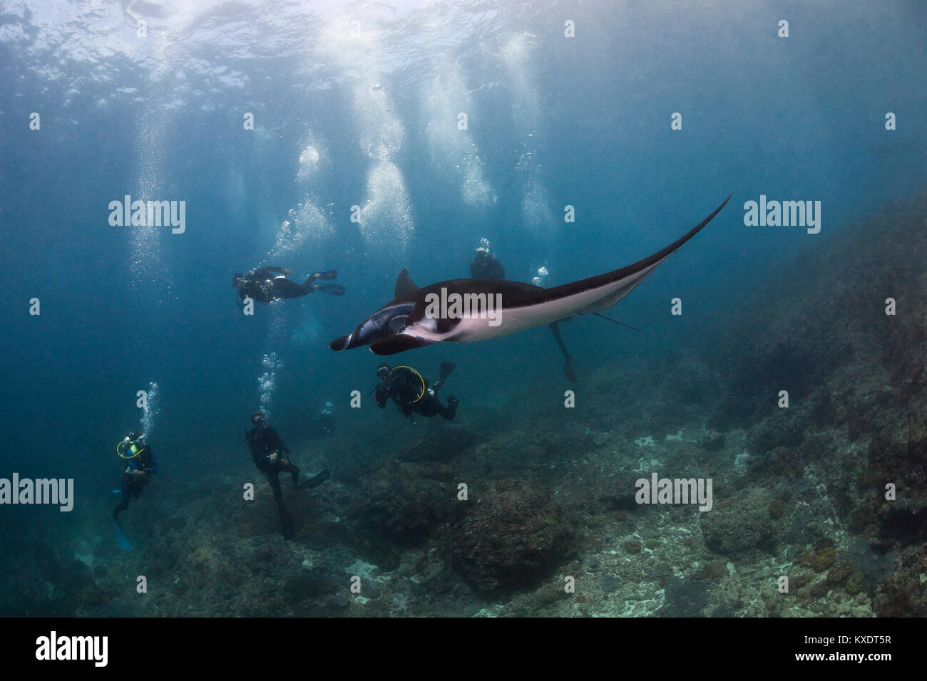 Reef Manta Ray (Mobula alfredi) von Tauchern beobachtet, Manta Point, Nusa Penida, Nusa Lembongan, Bali, Indonesien Stockfoto
