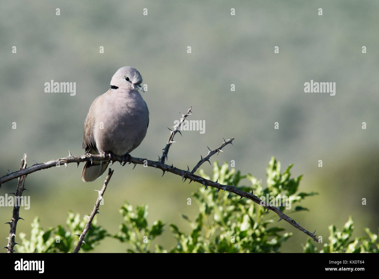 Ring-necked Dove (Streptopelia capicola) Stockfoto
