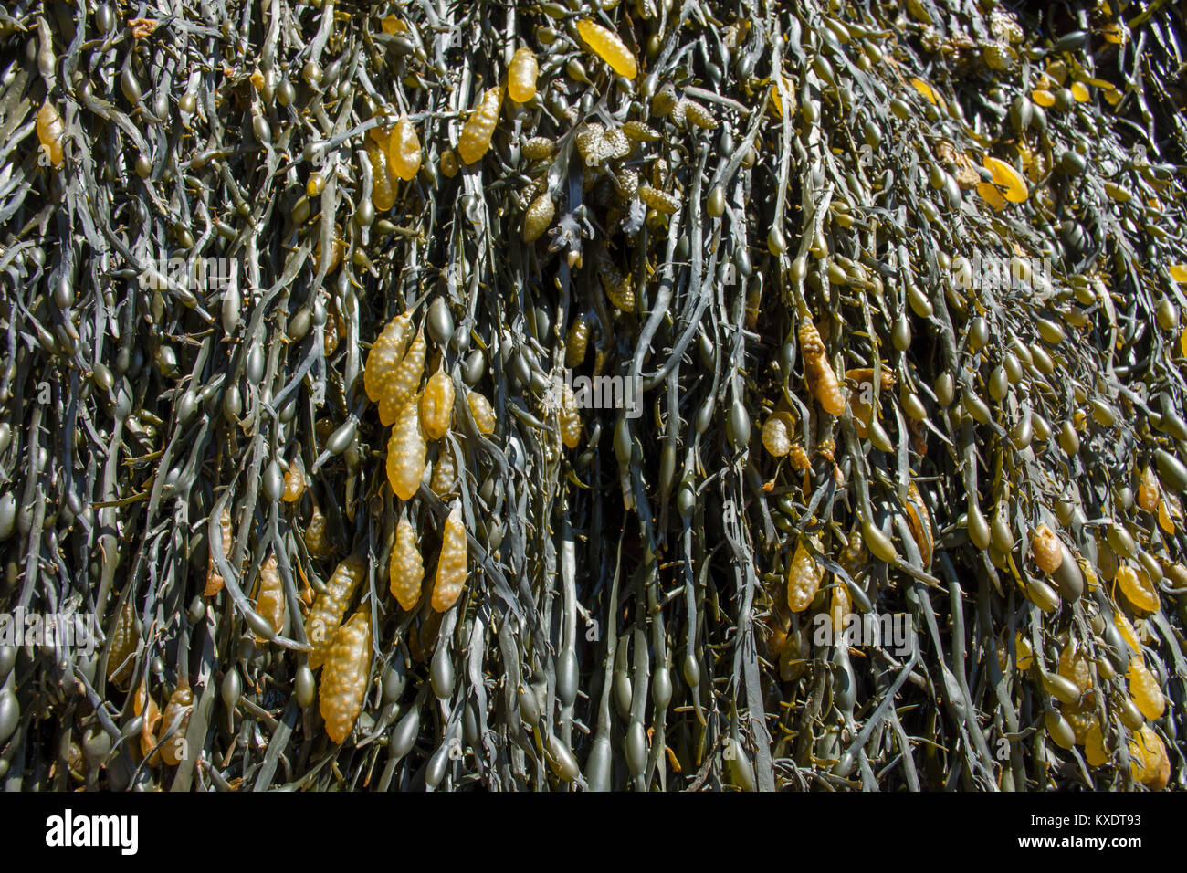 Seetang oder marine Gras getrocknet, außerhalb des Wassers - in Hopewell Rocks, New Brunswick, Kanada Stockfoto