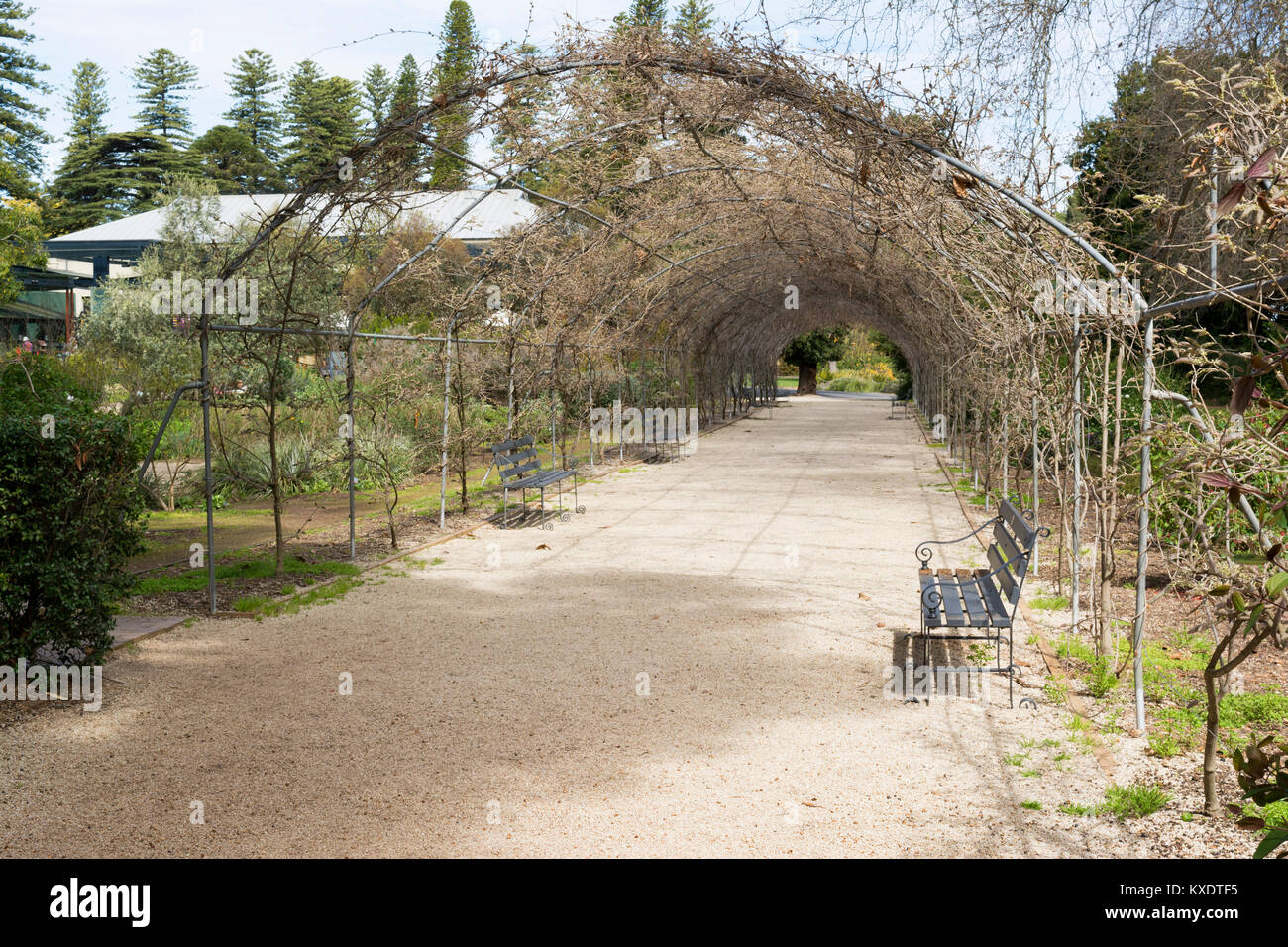 Adelaide, South Australia, Australien - 10. September 2017: Bogenschiessen mit Metallrahmen Arbor in Wisteria abgedeckt (Nebensaison) mit Sitzbänken, sofern ein Stockfoto