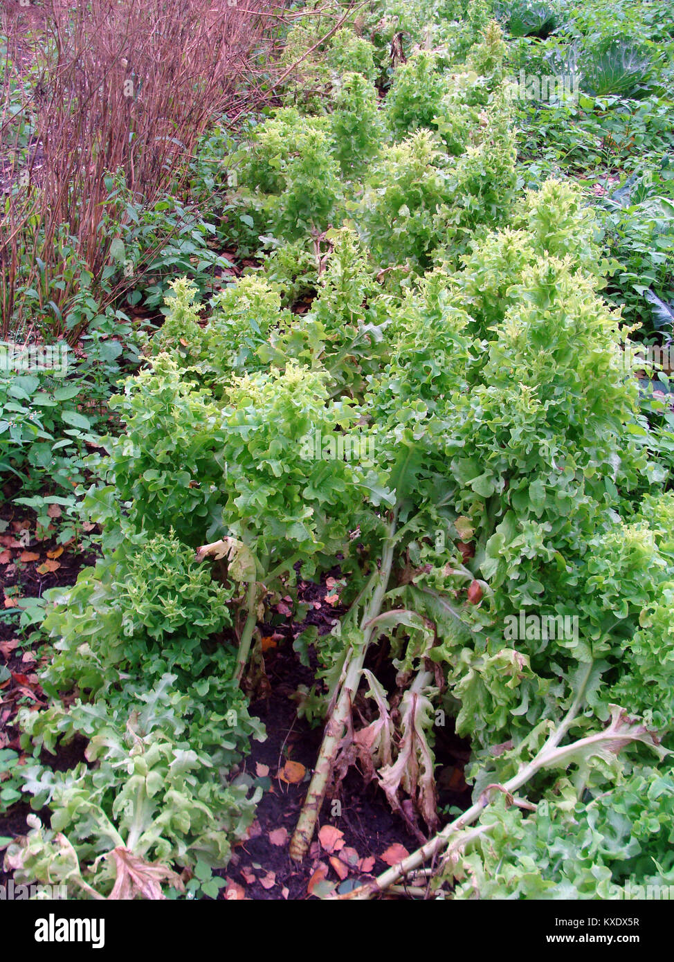 Furche mit bewachsenen Salat im Garten im Herbst Stockfoto