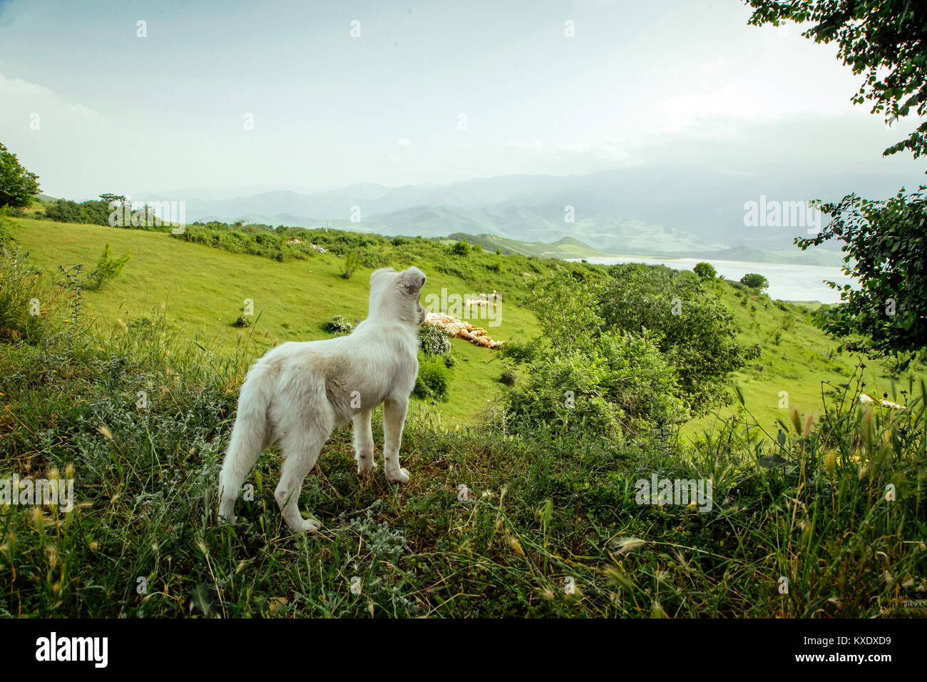 Schöne Szene mit Tieren Stockfoto