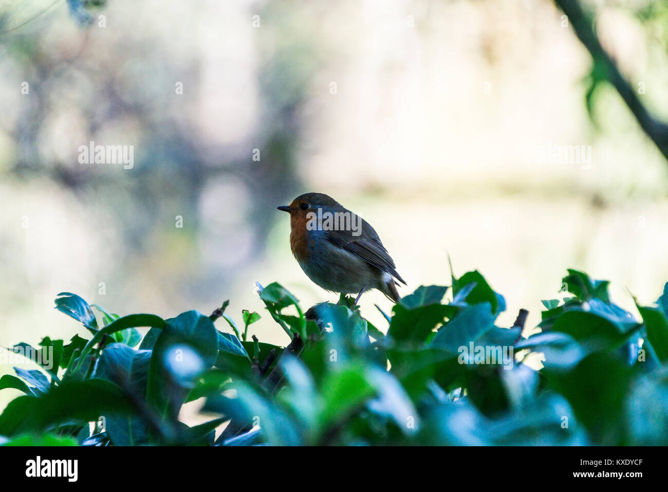Ein rotkehlchen (Erithacus Rubecula) hocken in einer Hecke Stockfoto