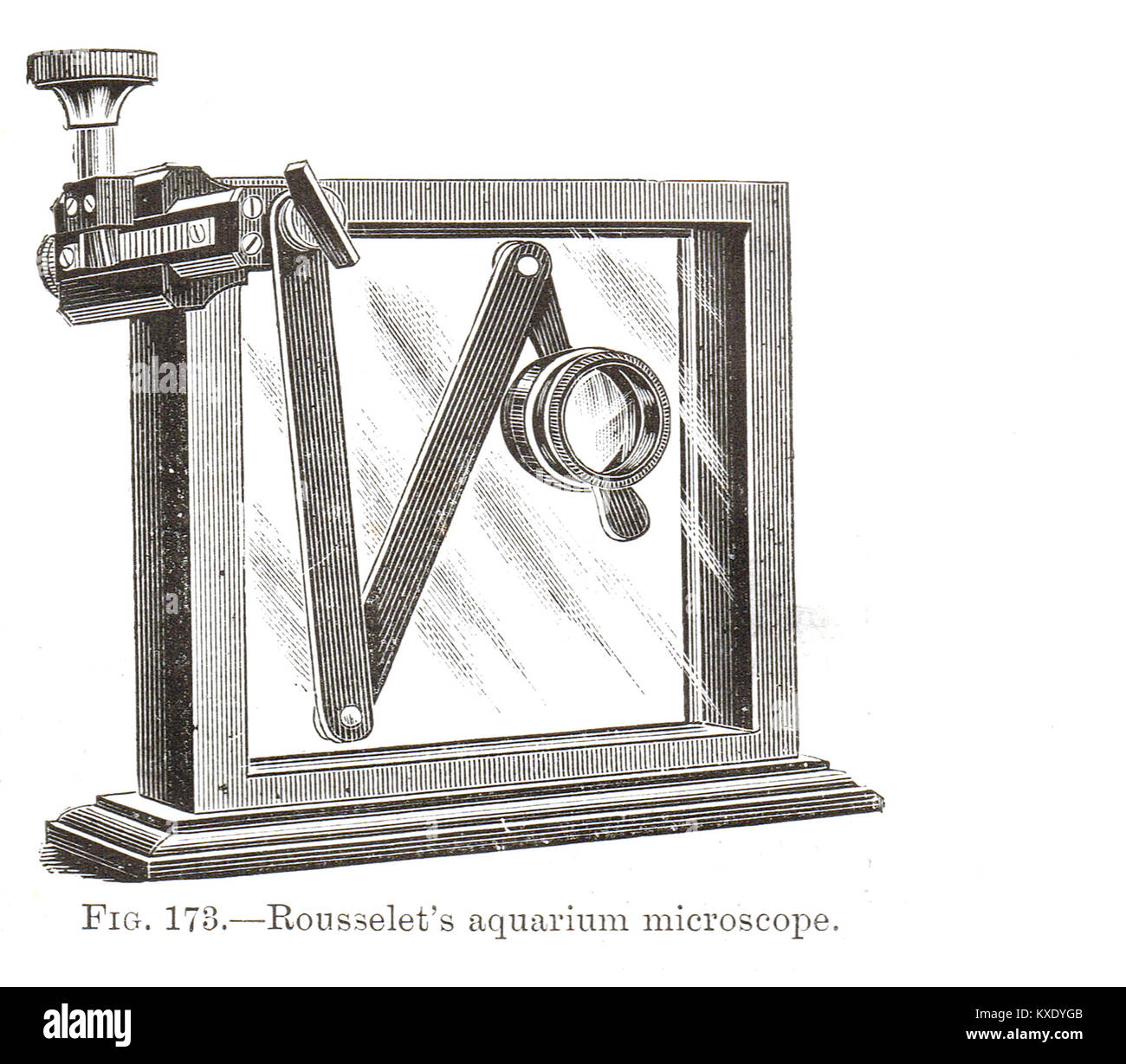 Rousselet's Aquarium Tank Mikroskop Stockfoto