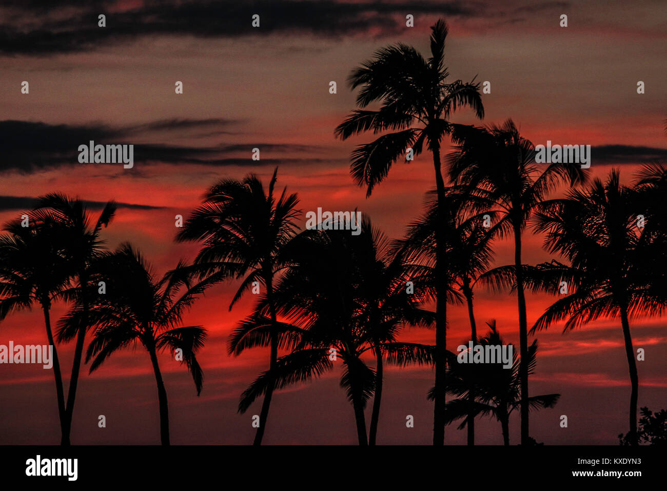 Tropical Hawaiian Sunset Stockfoto