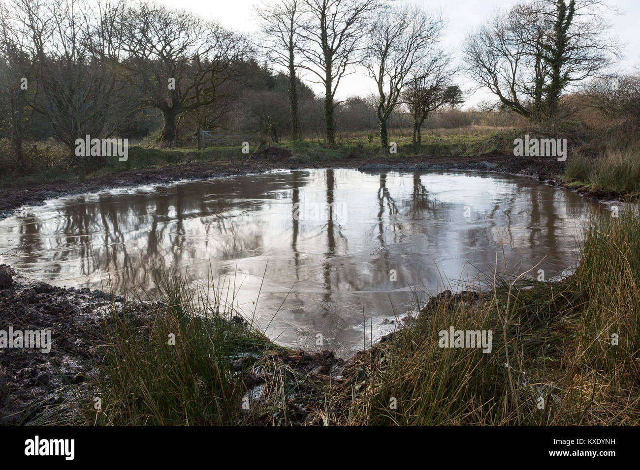 Eine neu Teich auf einem Bauernhof im ländlichen Wales Molche, Eidechsen, Frösche, Kröten und andere Amphibien gewinnen gegraben Stockfoto
