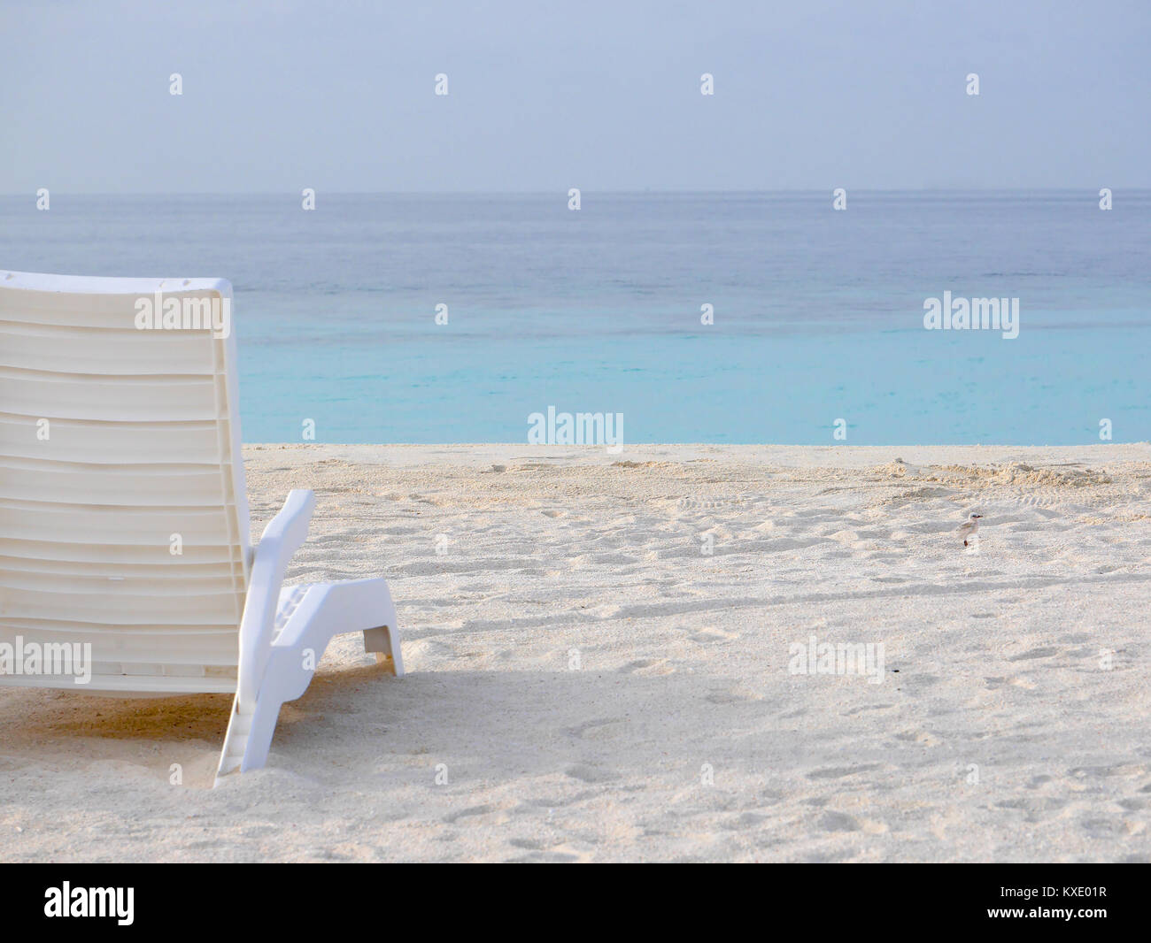 Weißer Kunststoff liege an einem weißen Sandstrand mit Baby black-naped tern oder sterna Sumatrana auf der rechten Seite. Der Vogel gehört zur Familie Laridae Stockfoto